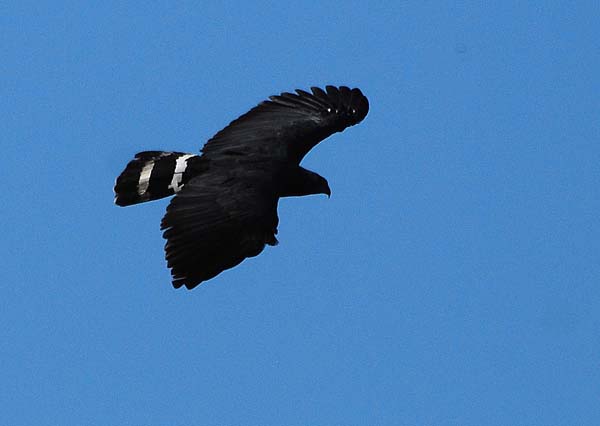 Crane Hawk | Geranospiza caerulescens photo