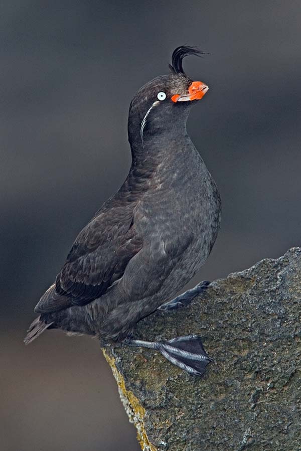 Crested Auklet | Aethia cristatella photo