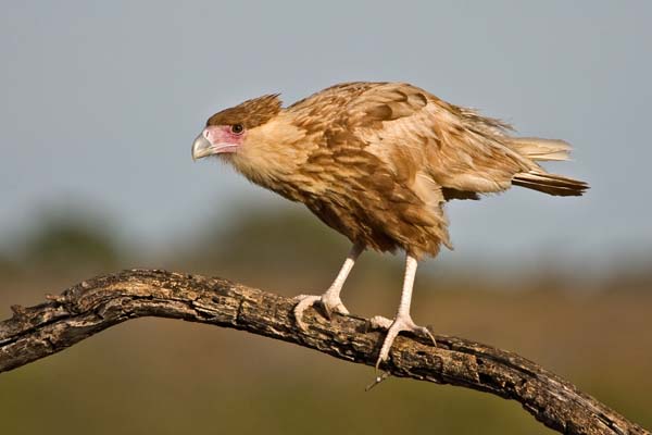 Crested Caracara | Caracara cheriway photo