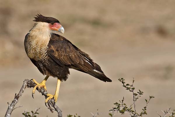 Crested Caracara | Caracara cheriway photo