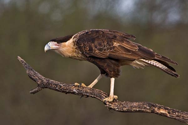 Crested Caracara | Caracara cheriway photo