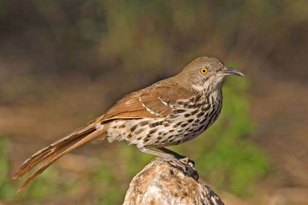 Curve-billed Thrasher | Toxostoma curvirostre photo