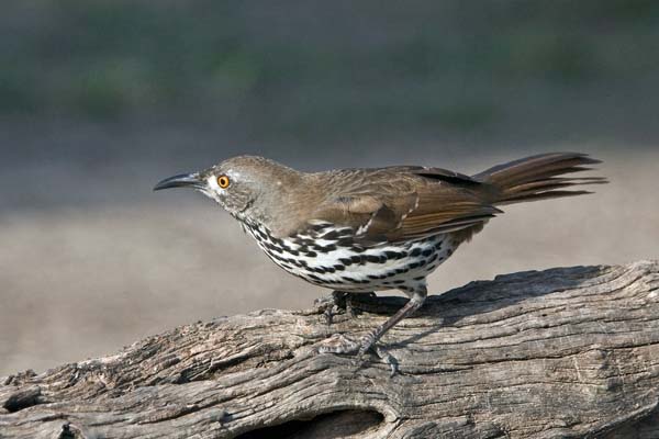 Curve-billed Thrasher | Toxostoma curvirostre photo