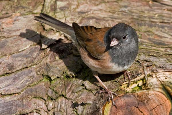 Dark-eyed Junco | Junco hyemalis photo