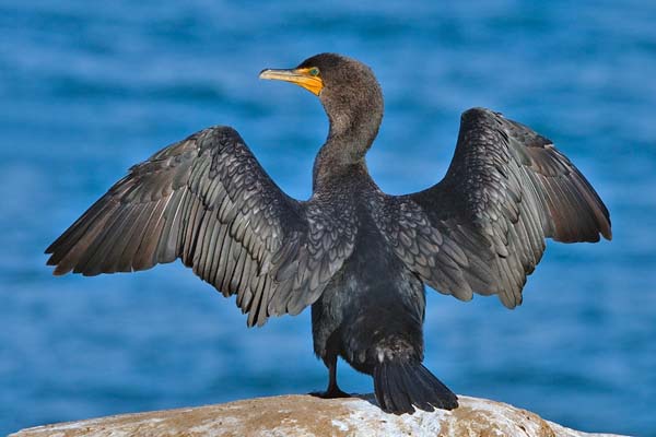 Double-crested Cormorant | Phalacrocorax auritus photo