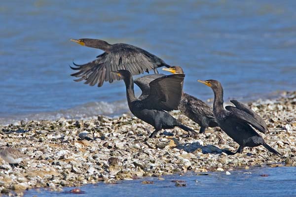 Double-crested Cormorant | Phalacrocorax auritus photo