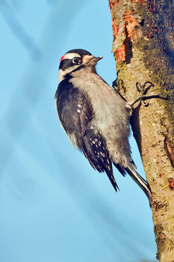 Downy Woodpecker | Picoides pubescens photo