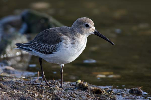 Dunlin | Calidris alpina photo