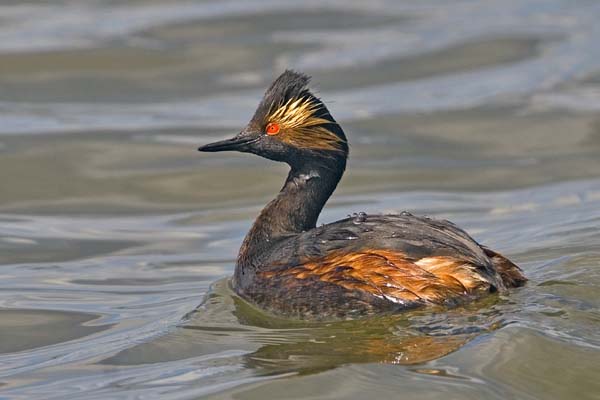 Eared Grebe | Podiceps nigricollis photo