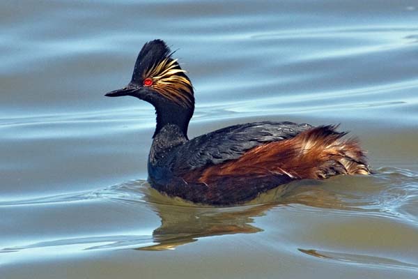 Eared Grebe | Podiceps nigricollis photo