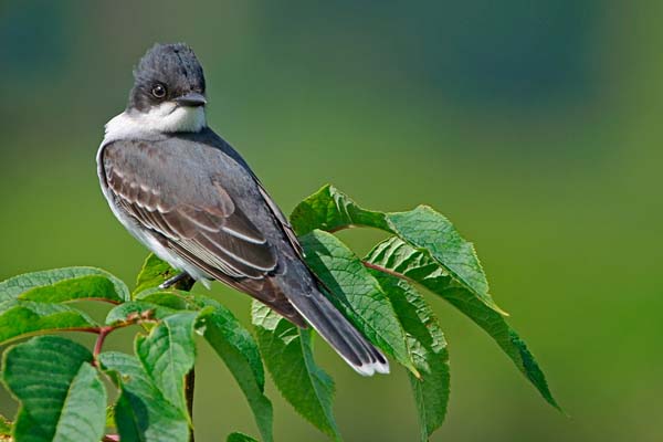 Eastern Kingbird | Tyrannus tyrannus photo