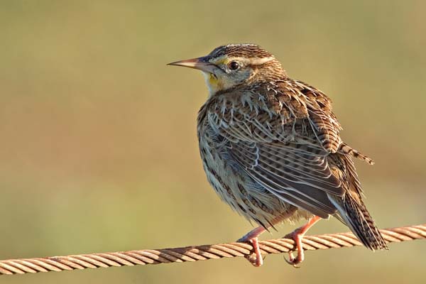 Eastern Meadowlark | Sturnella magna photo