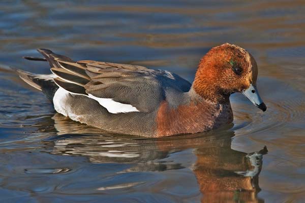 Eurasian Wigeon | Anas penelope photo