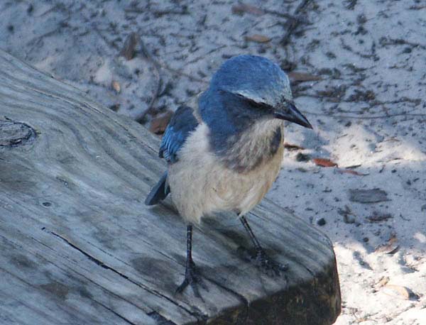 Florida Scrub-Jay | Aphelocoma coerulescens photo