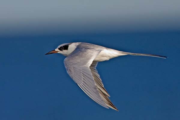 Forster's Tern | Sterna forsteri photo