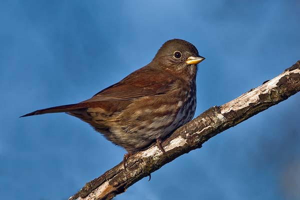 Fox Sparrow | Passerella iliaca photo