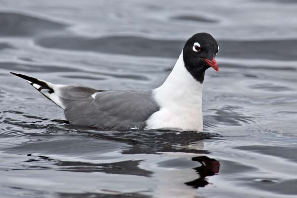 Franklin's Gull | Larus pipixcan photo