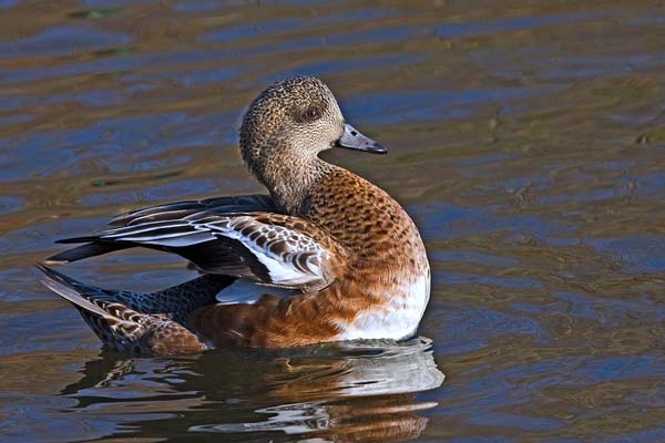 Gadwall | Anas strepera photo