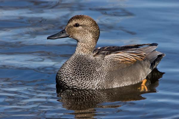 Gadwall | Anas strepera photo