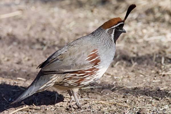 Gambel's Quail | Callipepla gambelii photo