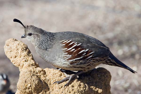 Gambel's Quail | Callipepla gambelii photo