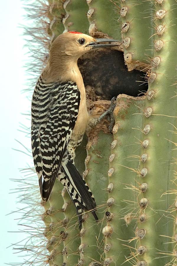 Gila Woodpecker | Melanerpes uropygialis photo