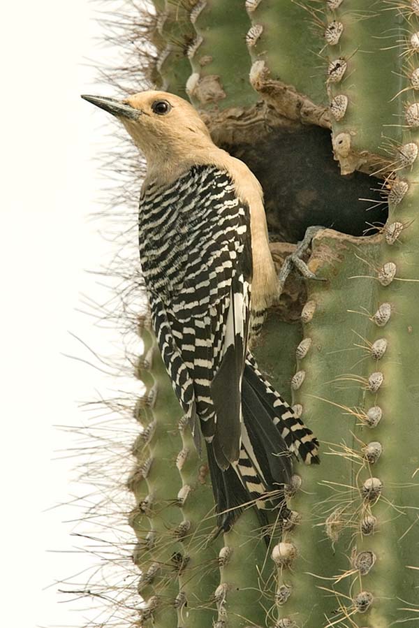 Gila Woodpecker | Melanerpes uropygialis photo