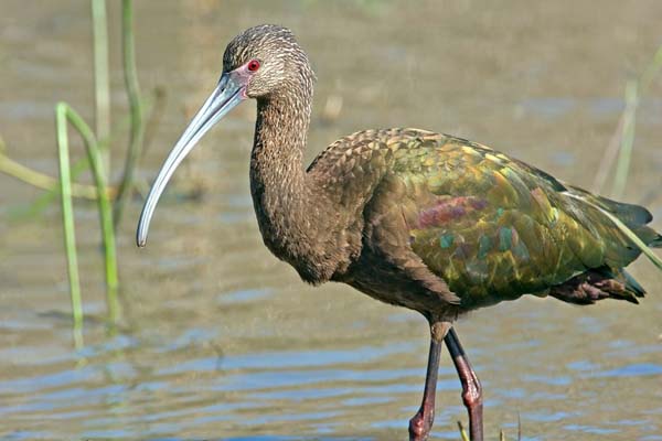 Glossy Ibis | Plegadis falcinellus photo