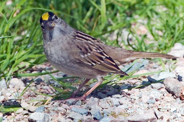 Golden-crowned Sparrow | Zonotrichia atricapilla photo