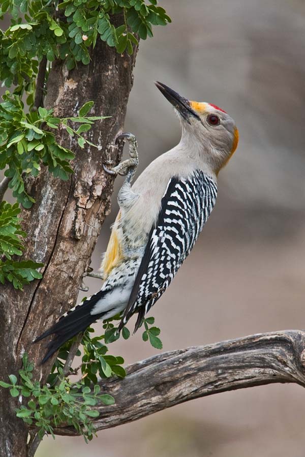 Golden-fronted Woodpecker | Melanerpes aurifrons photo