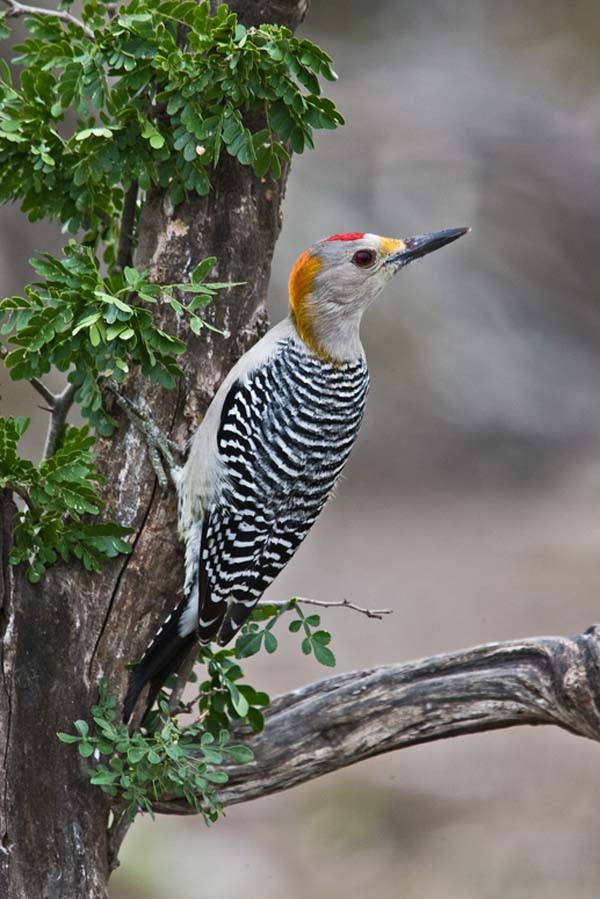 Golden-fronted Woodpecker | Melanerpes aurifrons photo