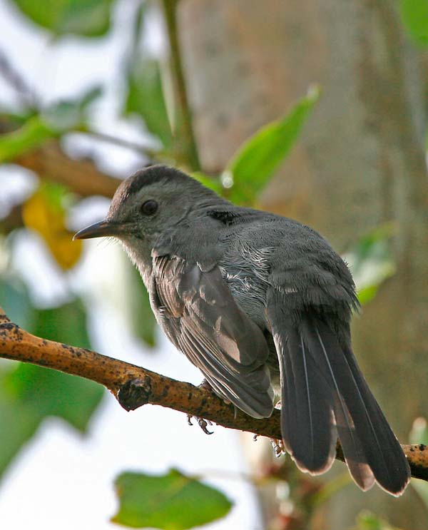 Gray Catbird | Dumetella carolinensis photo