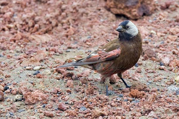 Gray-crowned Rosy-Finch | Leucosticte tephrocotis photo