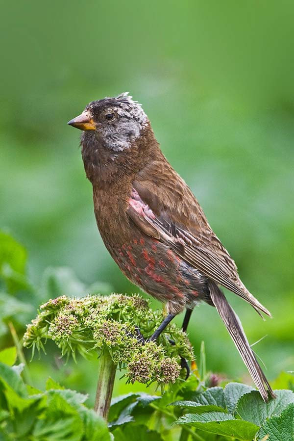 Gray-crowned Rosy-Finch | Leucosticte tephrocotis photo