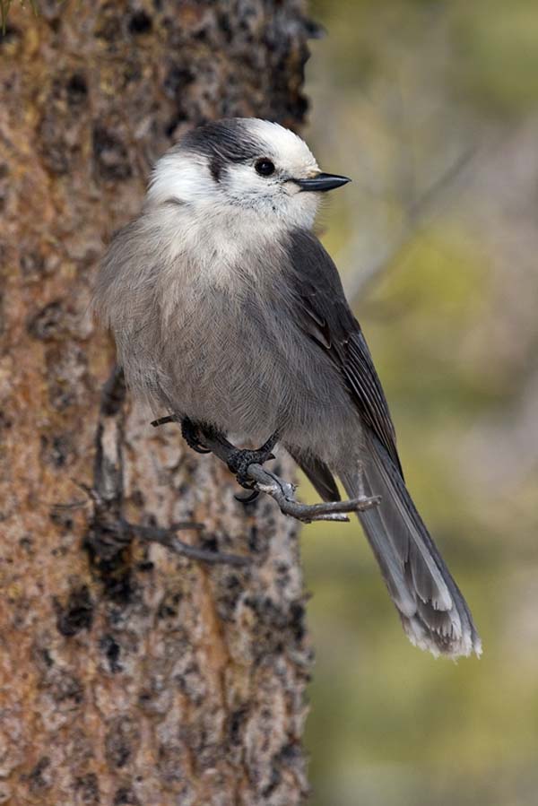 Gray Jay | Perisoreus canadensis photo