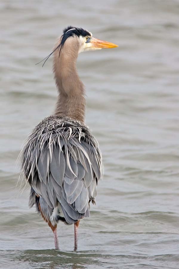 Great Blue Heron | Ardea herodias photo