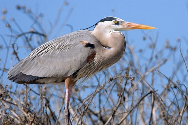 Great Blue Heron | Ardea herodias photo