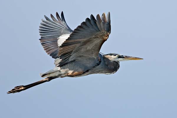 Great Blue Heron | Ardea herodias photo