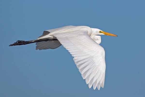 Great Egret | Ardea alba photo