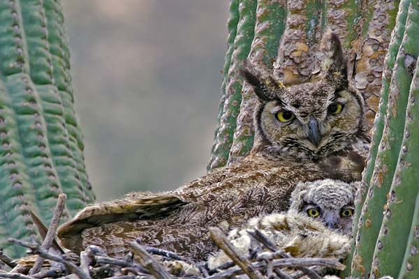 Great Horned Owl | Bubo virginianus photo