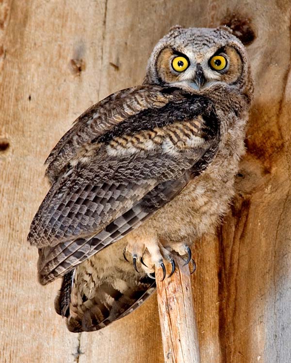 Great Horned Owl | Bubo virginianus photo