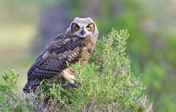 Great Horned Owl | Bubo virginianus photo