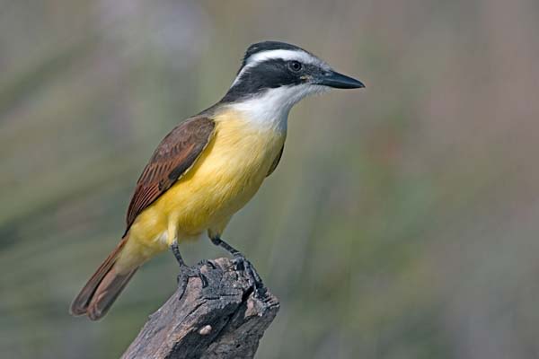 Great Kiskadee | Pitangus sulphuratus photo