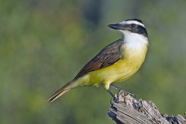 Great Kiskadee | Pitangus sulphuratus photo