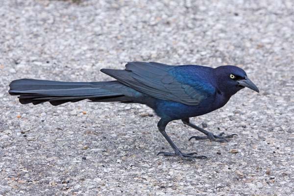 Great-tailed Grackle | Quiscalus mexicanus photo