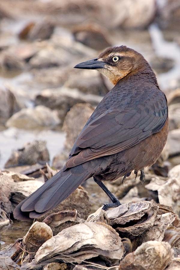 Great-tailed Grackle | Quiscalus mexicanus photo