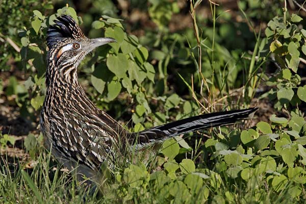 Greater Roadrunner | Geococcyx californianus photo