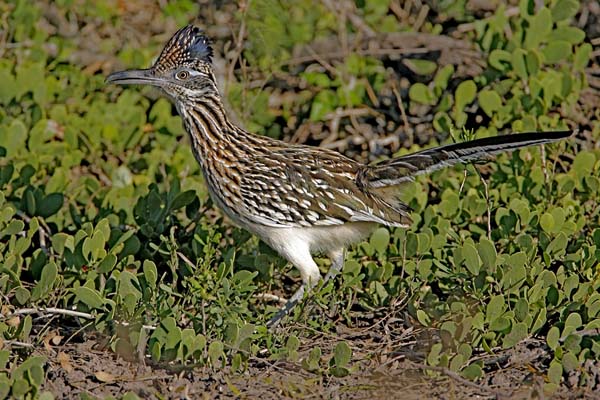 Greater Roadrunner | Geococcyx californianus photo