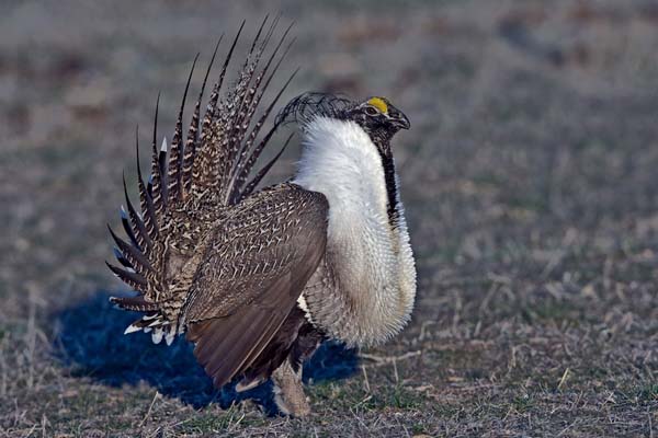 Greater Sage-Grouse | Centrocercus urophasianus photo