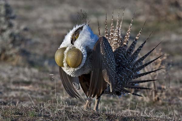 Greater Sage-Grouse | Centrocercus urophasianus photo